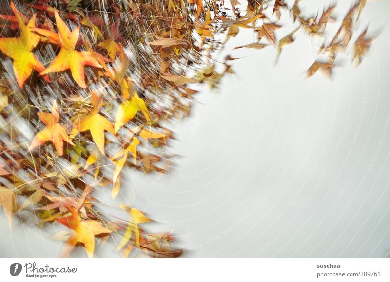 frohe weihnachten Natur Luft Himmel Herbst Klima Wetter Baum frisch schön mehrfarbig gelb Umwelt Blätter Blatt rotieren Politische Bewegungen Außenaufnahme oben