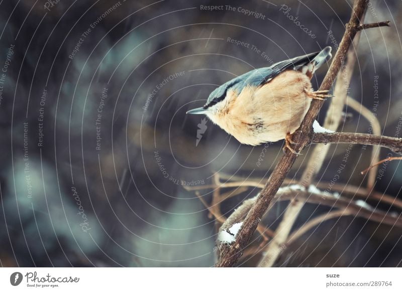 und dann gibt's wieder Diskussionen | Flieg ich oder nicht? Umwelt Natur Tier Winter Wildtier Vogel 1 klein natürlich niedlich wild Kleiber Ast Zweig heimatlich