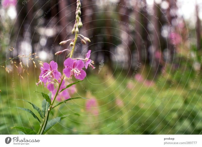 Frühlingsgefühle Umwelt Natur Landschaft Pflanze Schönes Wetter Baum Blume Gras Sträucher Blüte Wildpflanze Wiese Wald exotisch natürlich schön Lebensfreude