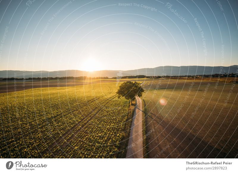 Swiss Sunset Umwelt Natur Landschaft blau braun gelb grün Sonnenuntergang Landstraße Baum Feld Landwirtschaft Schweiz Stimmung Schatten Licht Farbfoto