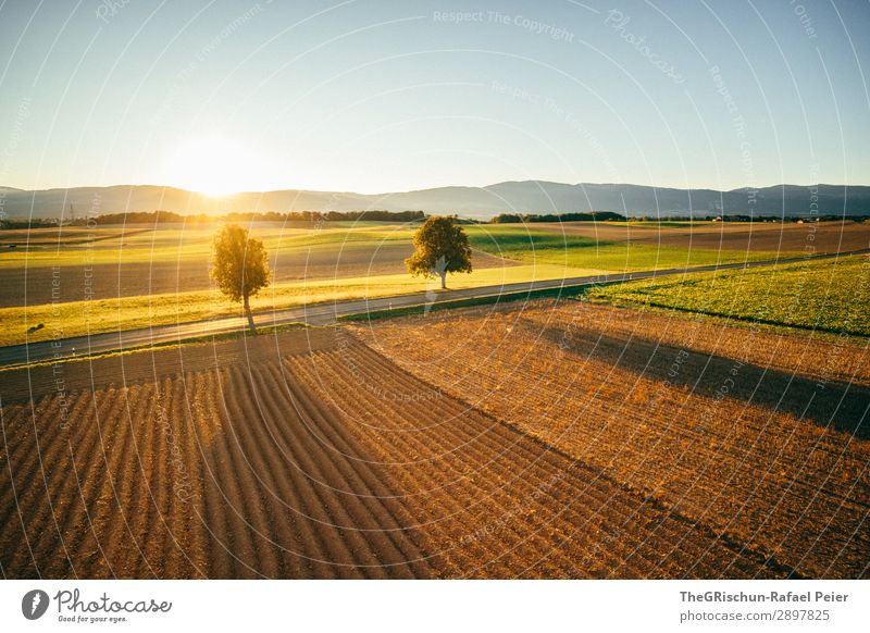 Swiss Sunset Umwelt Natur Landschaft blau braun gelb gold grün schwarz Baum Feld Sonnenuntergang Berge u. Gebirge Schweiz Landwirtschaft Vogelperspektive