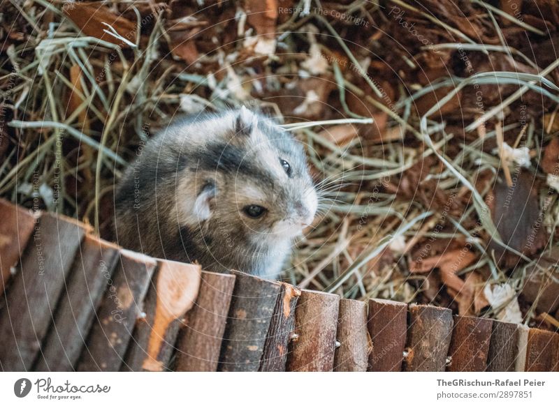 Hamster Tier Haustier 1 braun grau schwarz silber Spielplatz Nagetiere Steg Terrarium Auge niedlich Streicheln Farbfoto Innenaufnahme Menschenleer