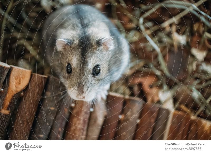 Hamster Tier Haustier 1 braun grau schwarz silber weiß Auge niedlich Nase Streicheln Steg Nagetiere Farbfoto Innenaufnahme Textfreiraum unten Tierporträt