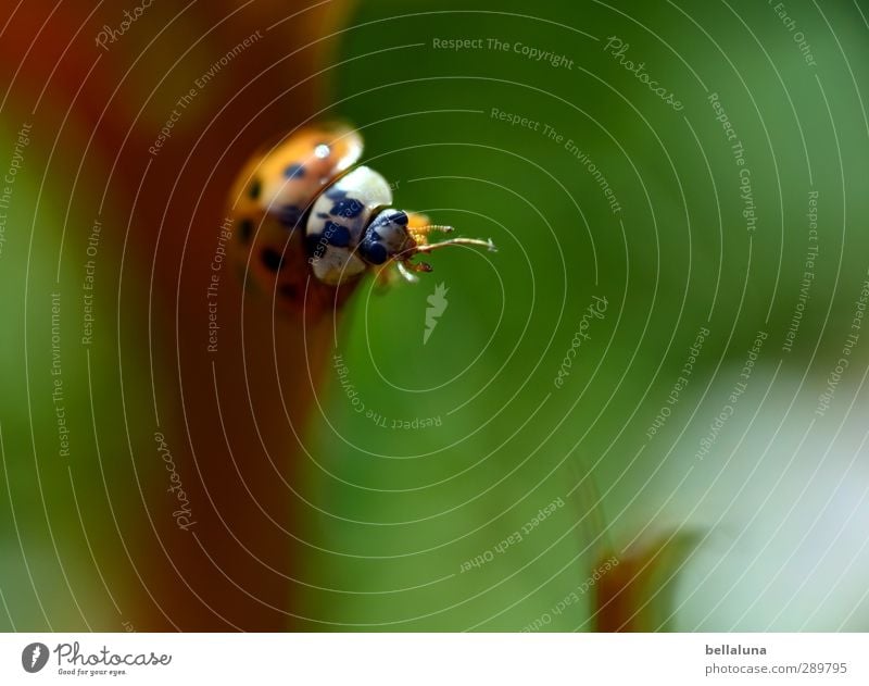 Überfluss | Noch ein Käfer!!! Umwelt Natur Pflanze Tier Herbst Schönes Wetter Gras Blatt Wildpflanze Garten Park Wiese Feld Wald Wildtier Tiergesicht Flügel 1