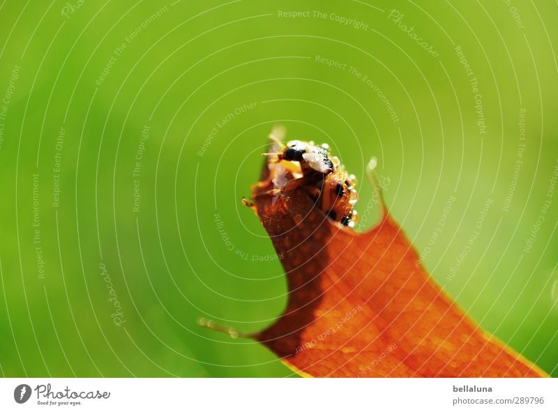 Überfluss | Zu allem Überfluss hat's noch geregnet! Umwelt Natur Pflanze Tier Wasser Wassertropfen Sonnenlicht Herbst Schönes Wetter Gras Blatt Wildpflanze