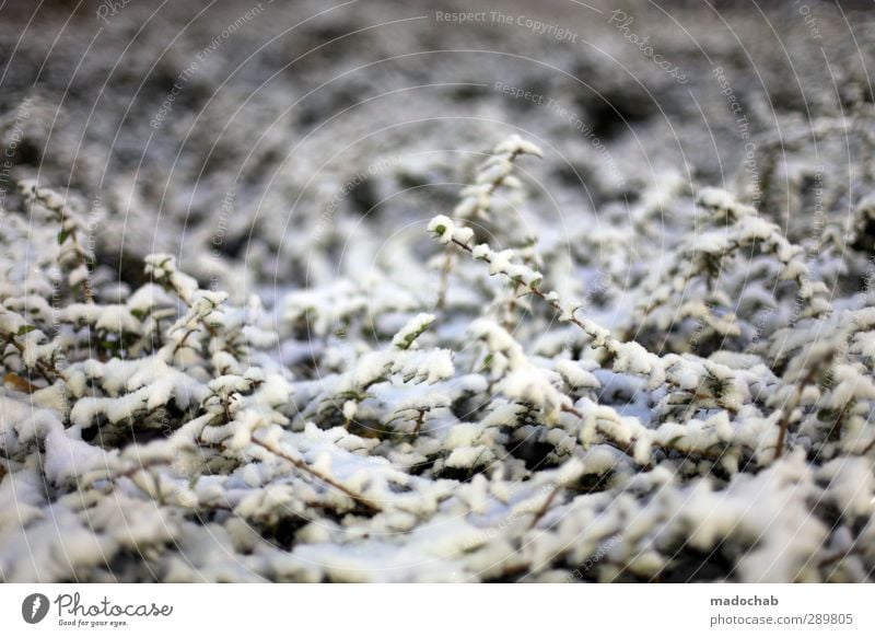 Winterlandschaft Schnee Winterurlaub Umwelt Natur Klima Klimawandel Wetter schlechtes Wetter Eis Frost Schneefall Pflanze Romantik Einsamkeit Frieden Idylle