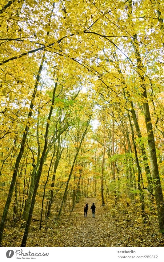 Herbstspaziergang Berlin borgsdorf November Oktober Herbstwald Herbstlaub Blatt Blätterdach Wald Laubwald Brandenburg Fußweg Paar paarweise Spaziergang