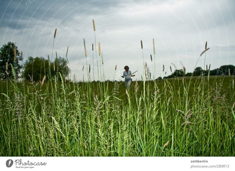 Wiese Natur Feld Ausflug Detailaufnahme Gewitter Gras Himmel Horizont Kornblume Mohn Regen Sommer Tiefdruckgebiet Wald Wolken Wolkendecke Mensch Frau