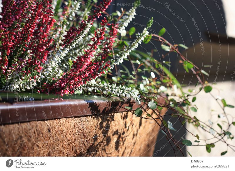 Frühlingserwachen Umwelt Natur Sonne Sonnenlicht Sommer Herbst Winter Schönes Wetter Pflanze Blume Sträucher Blüte Grünpflanze Garten Gefühle Stimmung Freude