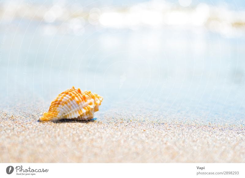 Makroaufnahme der Muschel am Sandstrand schön Erholung Ferien & Urlaub & Reisen Tourismus Ausflug Abenteuer Sommer Sommerurlaub Strand Meer Insel Umwelt Natur