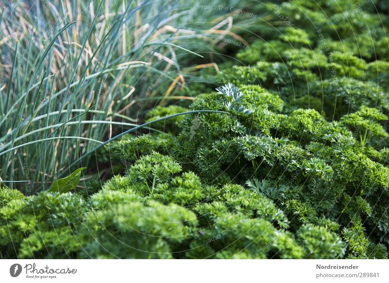 Grün Lebensmittel Gemüse Salat Salatbeilage Kräuter & Gewürze Ernährung Bioprodukte Vegetarische Ernährung Diät Fasten Natur Pflanze Nutzpflanze Garten Wachstum