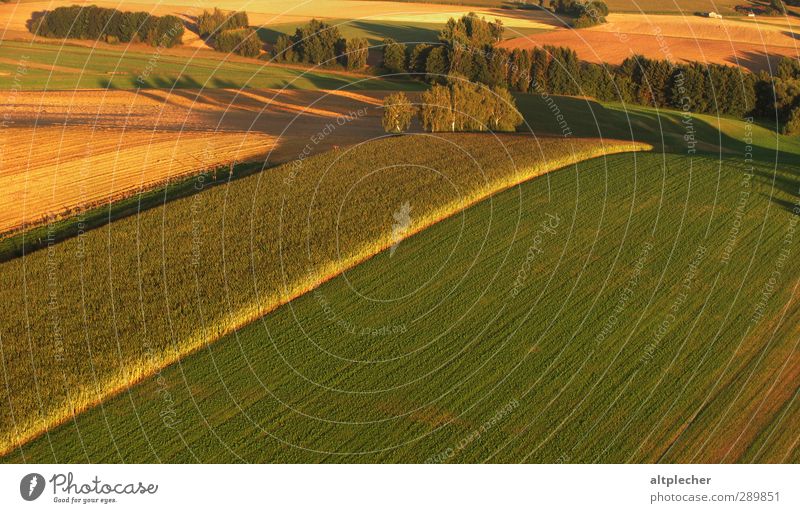 Draufsicht Natur Landschaft Erde Sommer Schönes Wetter Baum Sträucher Feld fahren braun gelb grün Freizeit & Hobby Perspektive Schattenspiel Ballonfahrt