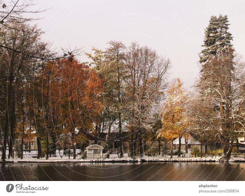 Erster Schnee Natur Pflanze Wasser Herbst schlechtes Wetter Baum Teich Kleinstadt Wildtier Vogel Tiergruppe kalt braun gelb grau orange schwarz ruhig ästhetisch