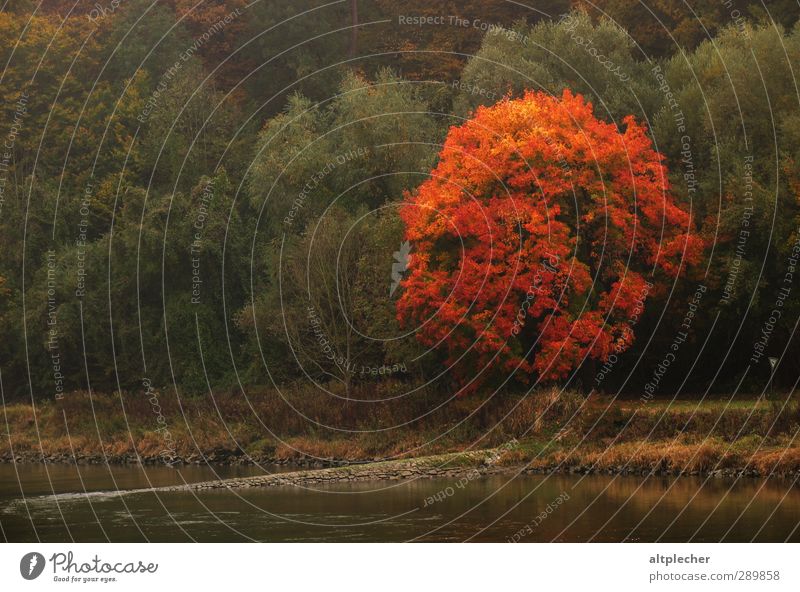 Baumglühen am Donauufer Natur Pflanze Herbst Wetter Flussufer grün orange rot Umwelt Herbstlaub herbstlich Ahorn Baumkrone Farbfoto Außenaufnahme Menschenleer