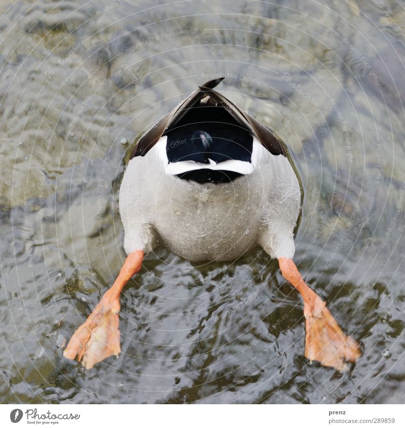 Ente Umwelt Natur Tier Wasser See Wildtier Vogel 1 lustig grau weiß Stockente Flosse Farbfoto Außenaufnahme Menschenleer Textfreiraum oben Tag