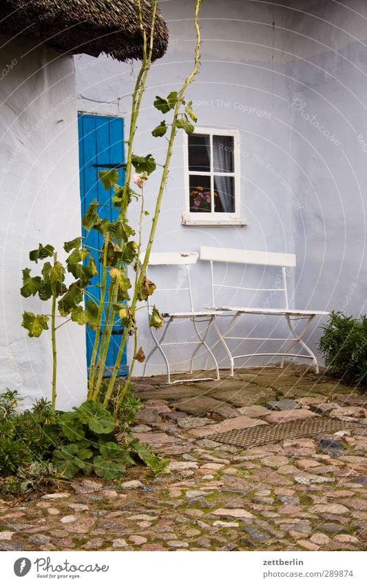 Pfarrwitwenhaus Sommer Haus Garten Umwelt Natur Schönes Wetter Pflanze Blume Rose Blatt Grünpflanze Nutzpflanze Dorf Fischerdorf Traumhaus Hütte Mauer Wand