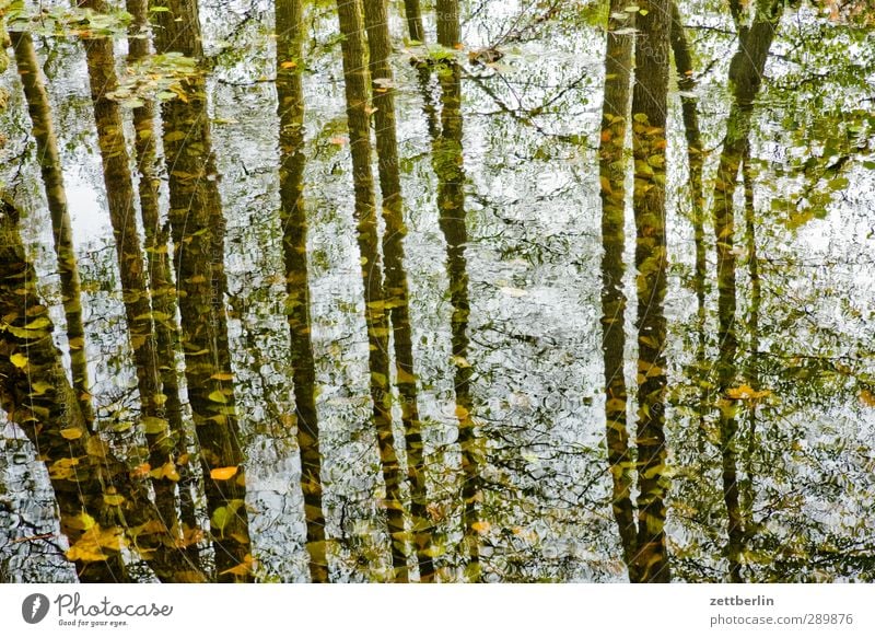 Wald Umwelt Natur Landschaft Urelemente Erde Wasser Sommer Herbst Klima Klimawandel Wetter Schönes Wetter Pflanze Baum Blatt Grünpflanze Wildpflanze gut schön