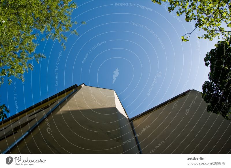 Nachzügler Umwelt Natur Himmel Wolkenloser Himmel Sommer Klima Schönes Wetter Baum Blatt Stadtzentrum Haus Hochhaus Bauwerk Gebäude Architektur Mauer Wand