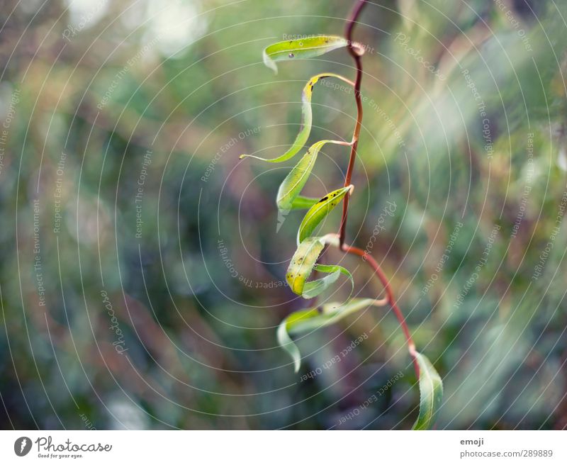 1.4 Umwelt Natur Landschaft Pflanze Baum Sträucher Blatt natürlich grün Farbfoto Außenaufnahme Nahaufnahme Detailaufnahme Makroaufnahme Menschenleer Tag