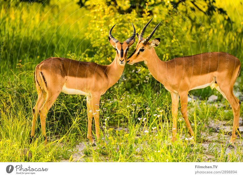 Springböcke Tier Wildtier Springbock 2 Tierliebe Afrika Etoscha-Pfanne Namibia Reisen Farbfoto Außenaufnahme Menschenleer Tag Schwache Tiefenschärfe