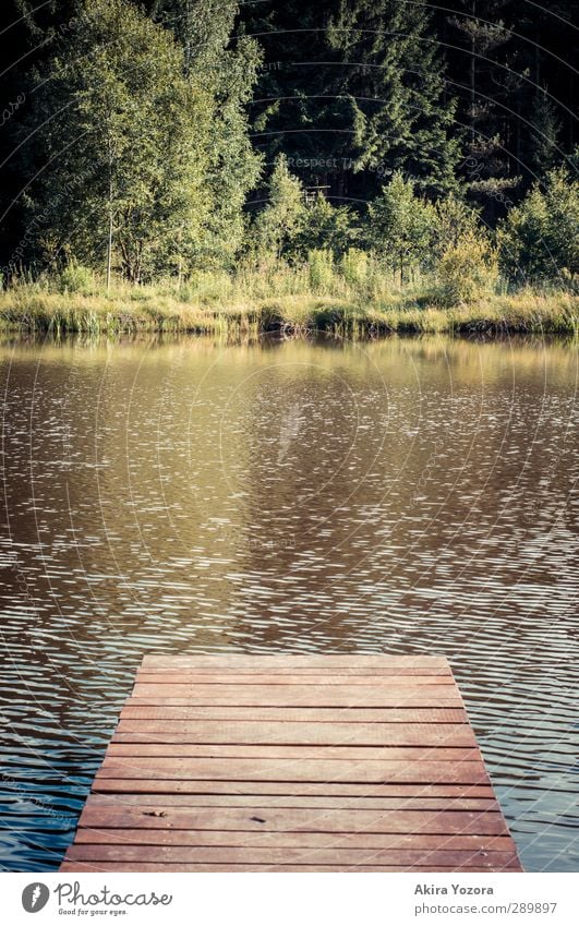 Zur anderen Seite Natur Landschaft Wasser Sommer Baum Gras Sträucher Seeufer blau braun gelb grün selbstbewußt Steg Farbfoto Menschenleer Textfreiraum links