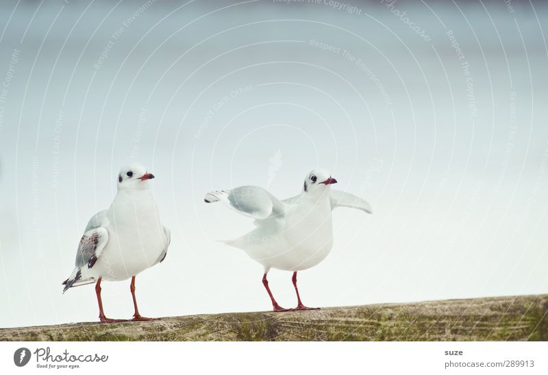 Ich mach dann ma los Umwelt Natur Urelemente Luft Himmel Wolkenloser Himmel Winter Tier Wildtier Vogel 2 Tierpaar hell kalt klein niedlich weiß Möwe Möwenvögel