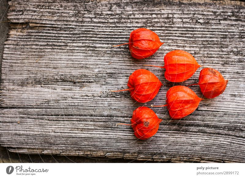 Pfeilform aus roten Physalis auf grauem Holz Lifestyle Umwelt Natur Pflanze Frühling Sommer Herbst Klimawandel Grünpflanze Zeichen Zufriedenheit Idee Identität