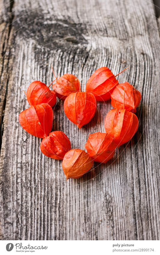 Physalis in Herzform Umwelt Natur Frühling Sommer Herbst Pflanze Wildpflanze Holz Zeichen Gefühle Glück Fröhlichkeit Zusammensein Liebe Verliebtheit Treue