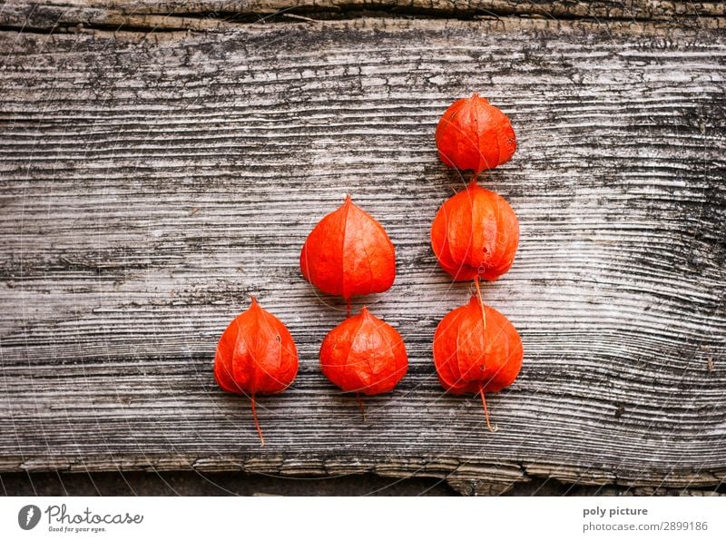 rote Physalis in Diagramform auf grauem Holz Umwelt Natur Landschaft Pflanze Frühling Sommer Herbst Klimawandel Grünpflanze Zeichen Beginn Business Identität