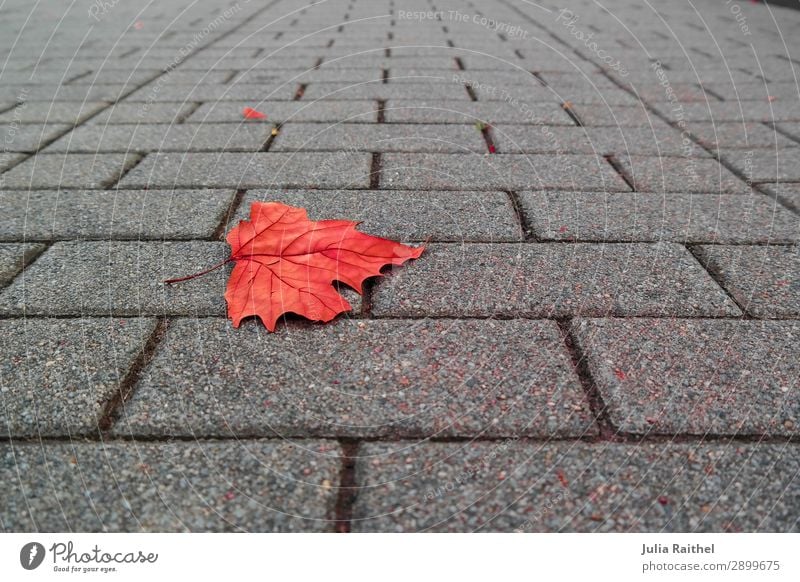 Lonely leaf Natur Pflanze Herbst Blatt Stein unten grau rot Farbfoto mehrfarbig Außenaufnahme Nahaufnahme Detailaufnahme Strukturen & Formen Menschenleer