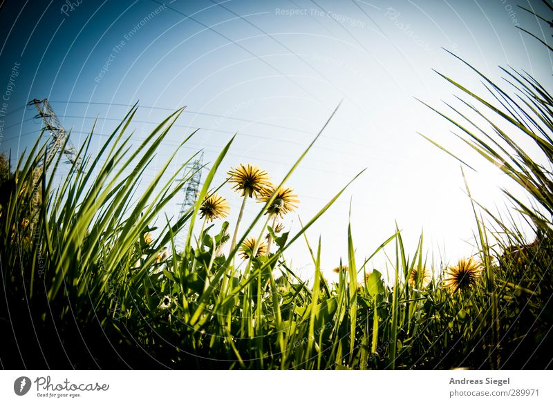 Look up Umwelt Natur Landschaft Pflanze Himmel Wolkenloser Himmel Frühling Gras Wildpflanze Löwenzahn Garten Wiese beobachten Denken träumen blau gelb grün