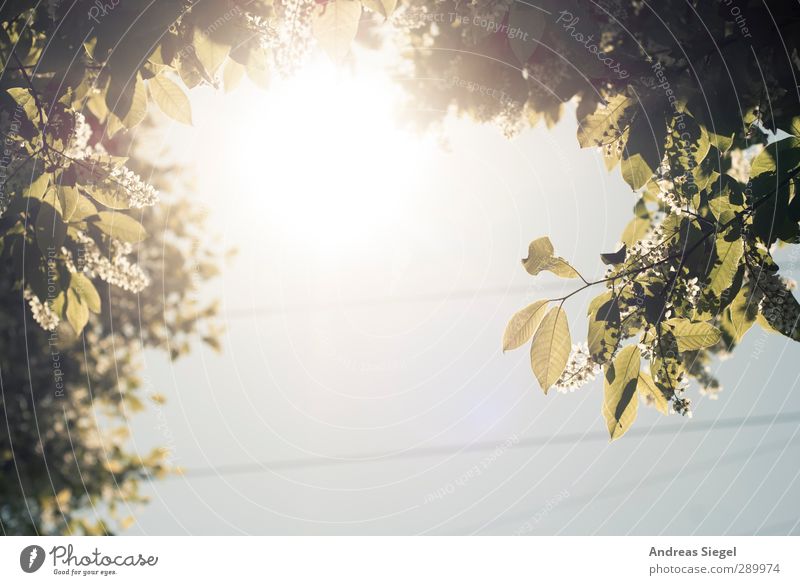 Above Umwelt Natur Landschaft Himmel Wolkenloser Himmel Sonne Frühling Schönes Wetter Pflanze Baum Blatt Blüte Grünpflanze hell Farbfoto Außenaufnahme