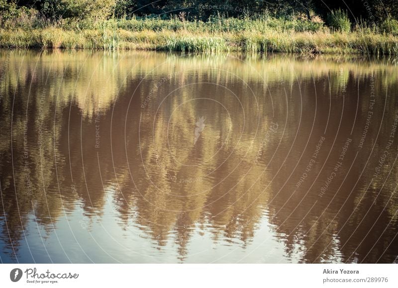 Verschwommene Welt See Reflexion & Spiegelung Baum Wald Wiese Himmel grün blau braun