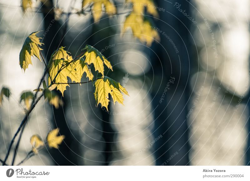 Ein wenig herbstlich Herbst Ahorn Ahornblatt Natur Pflanze grün schwarz weiß leuchten