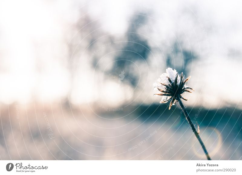 Der Anfang vom Winter Blume Blüte Frost Landschaft Natur kalt frisch natürlich