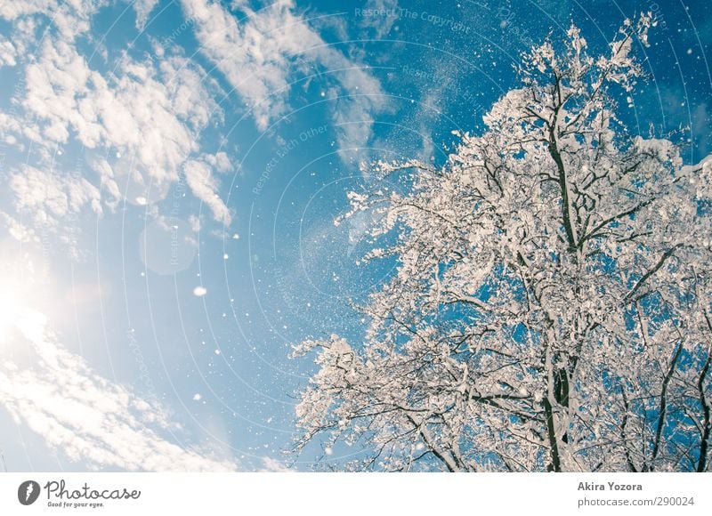 Schneefall Baum Natur Himmel Wolken Schönes Wetter Landschaft