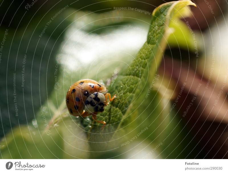 Ein glückliches Neues Jahr Umwelt Natur Pflanze Tier Sommer Blatt Garten Käfer Tiergesicht 1 hell klein natürlich grün rot schwarz Insekt krabbeln Marienkäfer