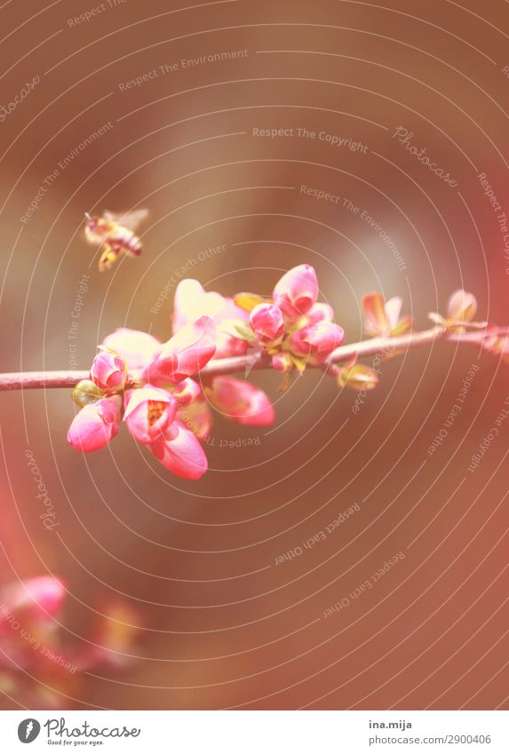 Summ Umwelt Natur Frühling Sommer Pflanze Blume Blüte Garten Park Tier Wildtier Biene Käfer 1 Blühend frei rosa Duft Freiheit Leben Biene Maja Blütenknospen