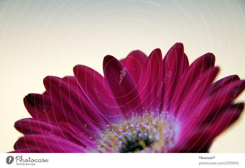 ein frohes, gesundes und glückliches 2013! Duft Pflanze Blume Blatt Blüte Blühend leuchten Wachstum schön nah natürlich weich Frühlingsgefühle Sympathie Farbe