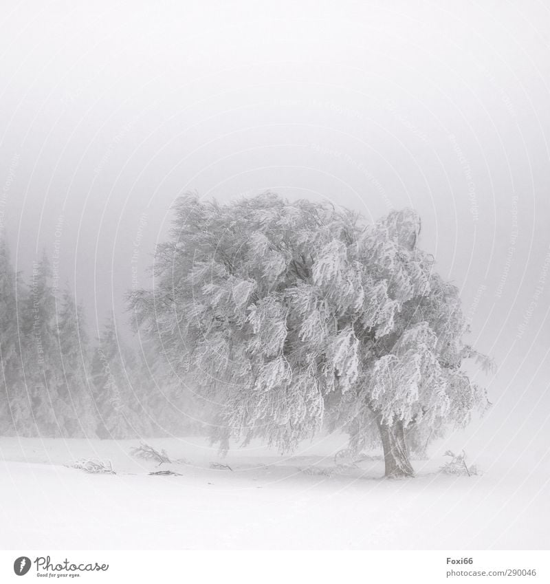 muss das denn sein? "Wetterkapriolen" Abenteuer Winter Schnee Berge u. Gebirge wandern Landschaft Wolkenloser Himmel schlechtes Wetter Unwetter Sturm Nebel Eis