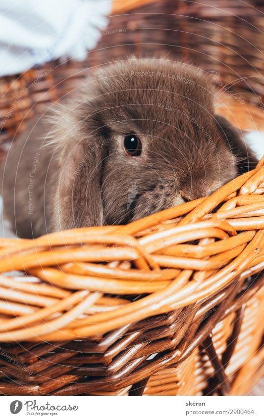 Osterhase im Weidenkorb. Ferienkarte Lifestyle Entertainment Party Veranstaltung Feste & Feiern Ostern Jahrmarkt Tier Nutztier Tiergesicht Zoo 1 Tierjunges