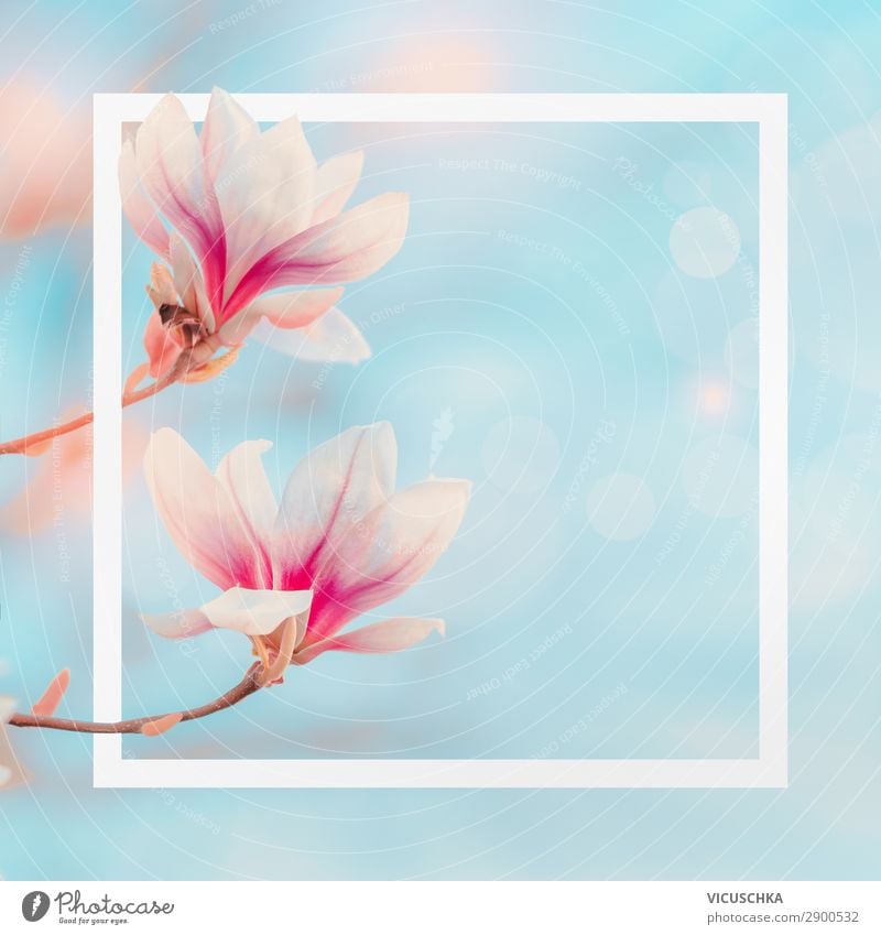 Weißer Rahmen mit Magnolie Blüten Stil Design Sommer Garten Natur Pflanze Frühling Blume Sträucher Blatt Park Blühend rosa Hintergrundbild Magnoliengewächse