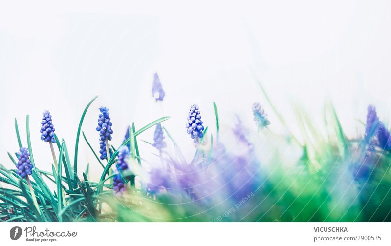 Wilde Traubenhyazinthen Design Garten Natur Pflanze Frühling Schönes Wetter Blume Blüte springen pretty wild grape hyacinths springtime Hintergrundbild