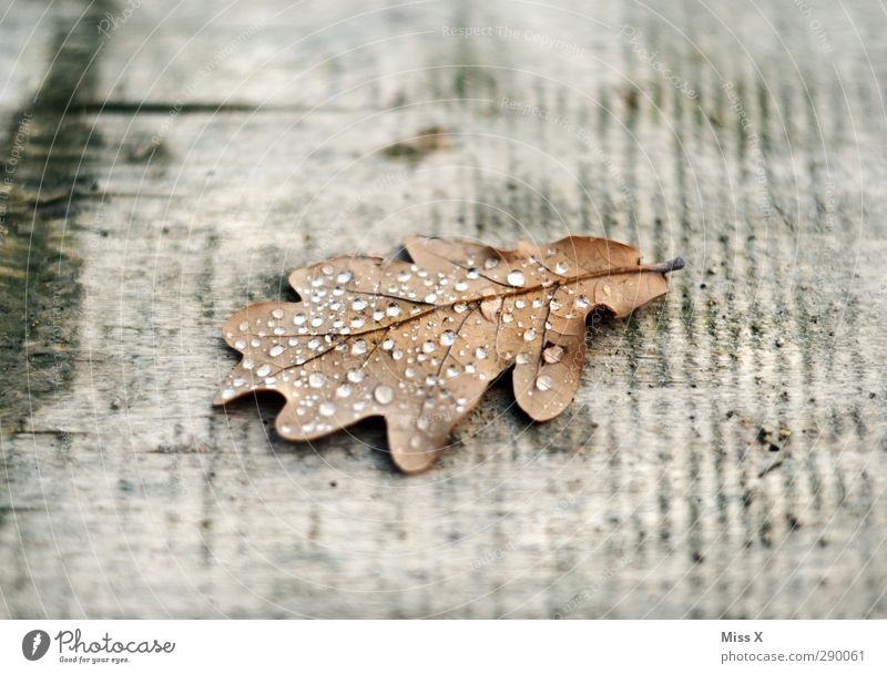 Tau Wassertropfen Herbst Regen Blatt alt nass Eichenblatt Tropfen Holz Farbfoto Gedeckte Farben Nahaufnahme Menschenleer Textfreiraum oben Textfreiraum unten