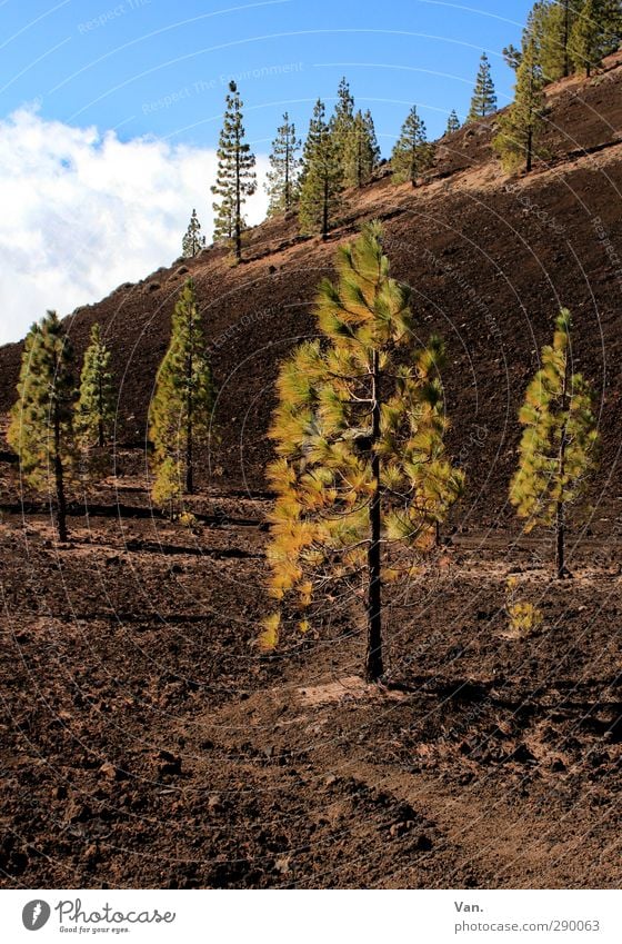 Kiefern"wald" Natur Landschaft Pflanze Erde Himmel Wolken Schönes Wetter Baum Wald Hügel Teneriffa braun grün Berghang Farbfoto mehrfarbig Außenaufnahme