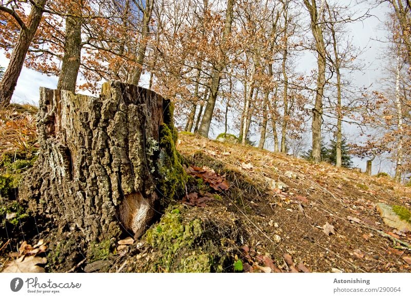 Baumstamm Umwelt Natur Landschaft Pflanze Himmel Wolken Herbst Wetter Schönes Wetter Sträucher Moos Wildpflanze Wald Hügel hoch blau braun Baumrinde Erde Blatt