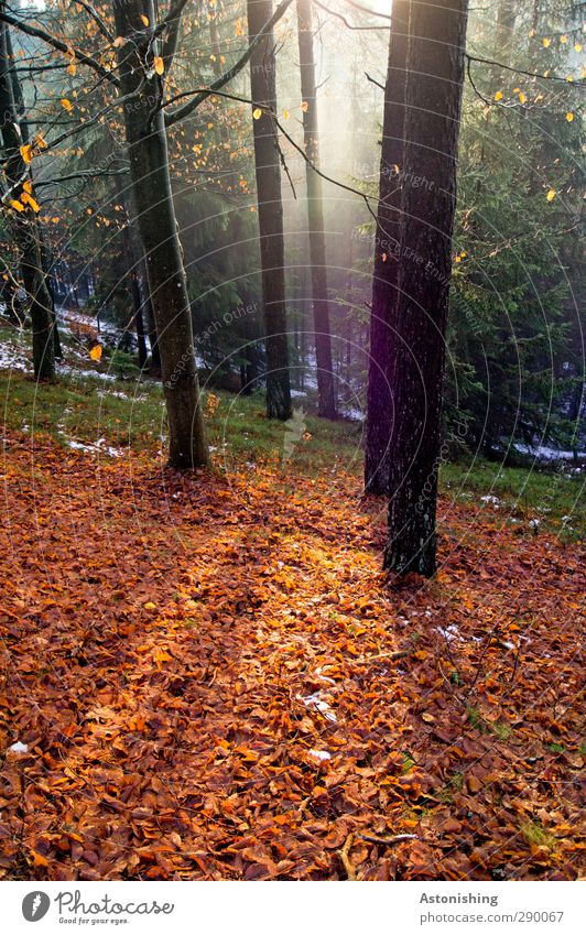 Blätterboden Umwelt Natur Landschaft Pflanze Luft Sonne Sonnenlicht Herbst Winter Wetter Schönes Wetter Nebel Baum Gras Sträucher Moos Blatt Wildpflanze Wald