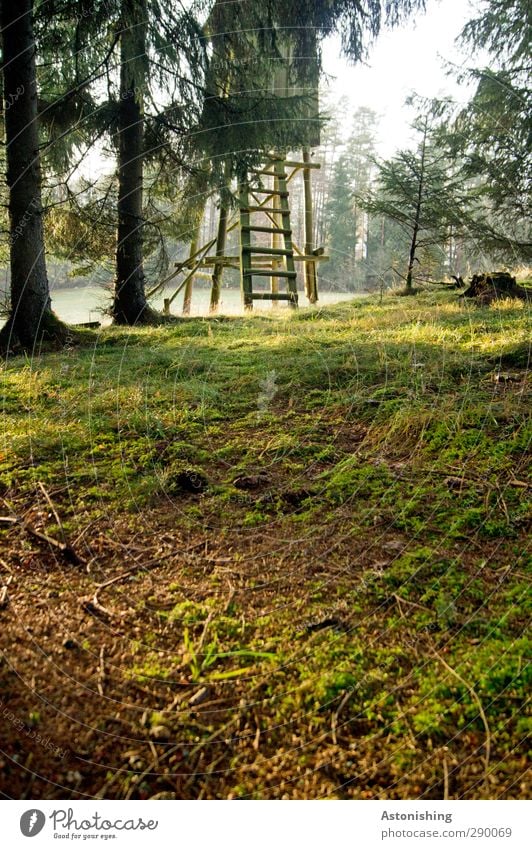 Hochstand Umwelt Natur Landschaft Pflanze Erde Himmel Sonne Sonnenlicht Herbst Wetter Schönes Wetter Baum Gras Sträucher Moos Blatt Wiese Wald Hügel stehen grün