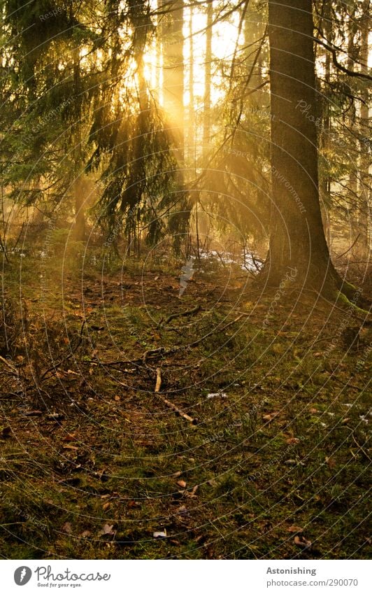 Licht Umwelt Natur Landschaft Pflanze Erde Luft Sonne Sonnenaufgang Sonnenuntergang Sonnenlicht Herbst Wetter Schönes Wetter Wärme Baum Gras Sträucher Moos