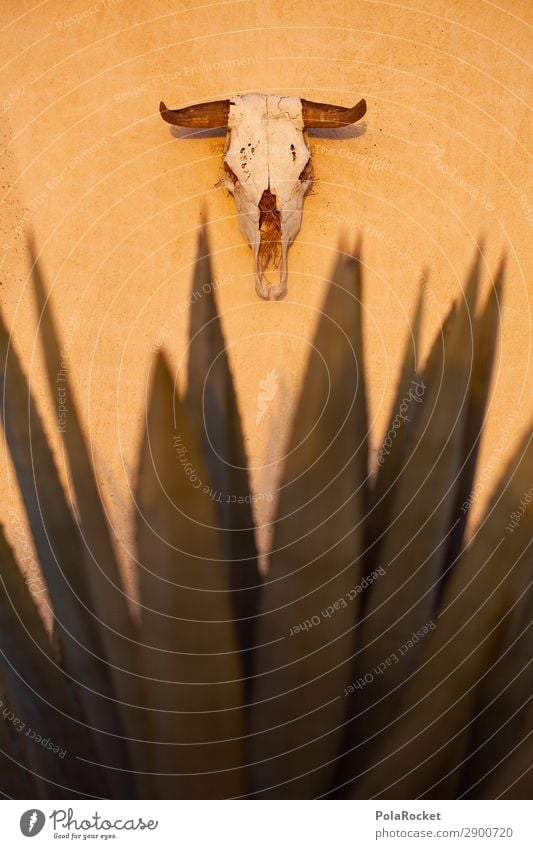 #A# DeadWall Kunst ästhetisch Tod Todesblick Todeskampf Ödland Dürre Wärme Schädel Tierschädel Death Valley National Park Kaktus Todesanzeige Farbfoto